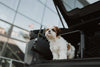 MIMsafe VarioCage Single XX-Large | 4th Gen Adjustable Dog Car Crate | Crash Tested-Dog Crate-MIMSafe- Silver Circle Pets