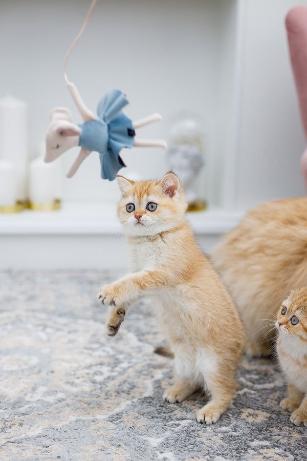 Oh Charlie Cat Toy-Cat Toys-Oh Charlie- Silver Circle Pets