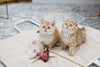 Oh Charlie Cat Toy-Cat Toys-Oh Charlie- Silver Circle Pets