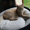 Pet Interiors ARENA Felt Designer Cat Bed-Cat Bed-Pet Interiors- Silver Circle Pets