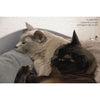 Pet Interiors ARENA Felt Designer Cat Bed-Cat Bed-Pet Interiors- Silver Circle Pets