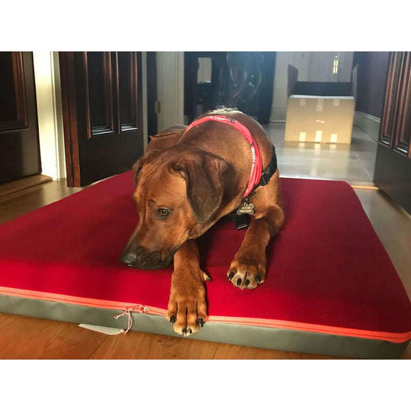 Pet Interiors Orthopedic Dog Mattress & Blanket PAUL-Dog Bed-Pet Interiors- Silver Circle Pets