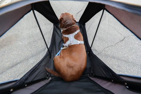 Petique Apollo Elite Pet Stroller & Trailer | Integrated Ramp-Pet Strollers-Petique- Silver Circle Pets
