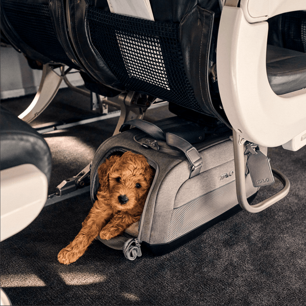 Tavo Pets Dupree II ISOFIX Pet Car Seat & Pet Carrier | Airline Carry-On-Pet Carrier-Tavo Pets- Silver Circle Pets