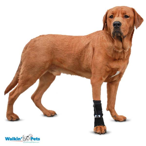 Walkin Wheels® - Front No-Knuckling Training Sock-Dog Boots-Walkin Wheels- Silver Circle Pets