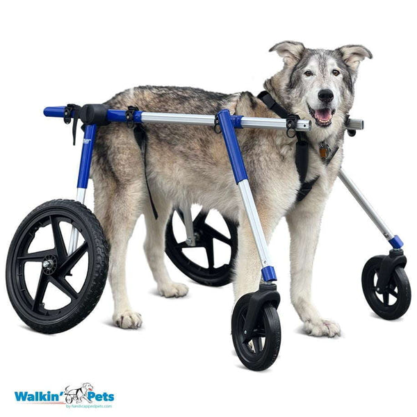 Walkin Wheels® Full Support/4-Wheel LARGE Dog Wheelchair (31 to 82 kg)-Dog Wheel Chair-Walkin Wheels- Silver Circle Pets