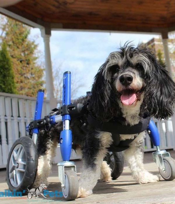 Walkin Wheels® Full Support/4-Wheel SMALL Dog Wheelchair (3.5 - 11kg)-Dog Wheel Chair-Walkin Wheels- Silver Circle Pets