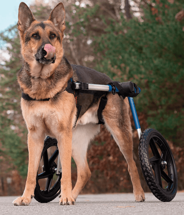 Walkin Wheels® LARGE Rear Dog Wheelchair (31 to 82 kg)-Dog Wheel Chair-Walkin Wheels- Silver Circle Pets