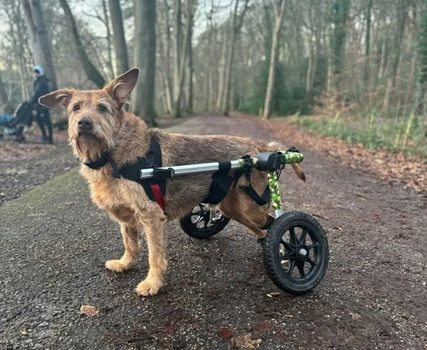 Walkin Wheels® LARGE Rear Dog Wheelchair (31 to 82 kg)-Dog Wheel Chair-Walkin Wheels- Silver Circle Pets