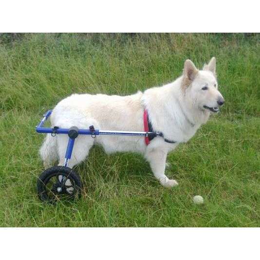 Walkin Wheels® LARGE Rear Dog Wheelchair (31 to 82 kg)-Dog Wheel Chair-Walkin Wheels- Silver Circle Pets