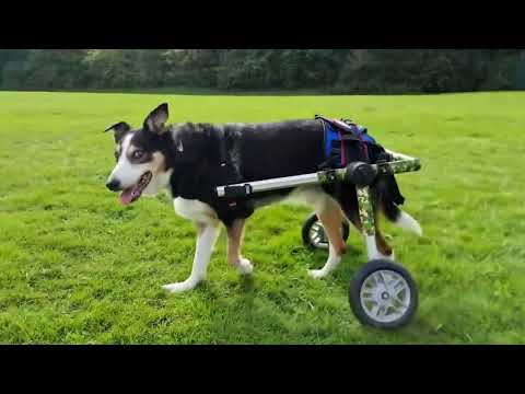 Walkin Wheels® MEDIUM Rear Dog Wheelchair (11 to 30kg)-Dog Wheel Chair-Walkin Wheels- Silver Circle Pets