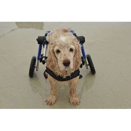 Walkin Wheels® MEDIUM Rear Dog Wheelchair (11 to 30kg)-Dog Wheel Chair-Walkin Wheels- Silver Circle Pets