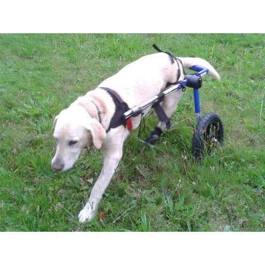 Walkin Wheels® MEDIUM Rear Dog Wheelchair (11 to 30kg)-Dog Wheel Chair-Walkin Wheels- Silver Circle Pets
