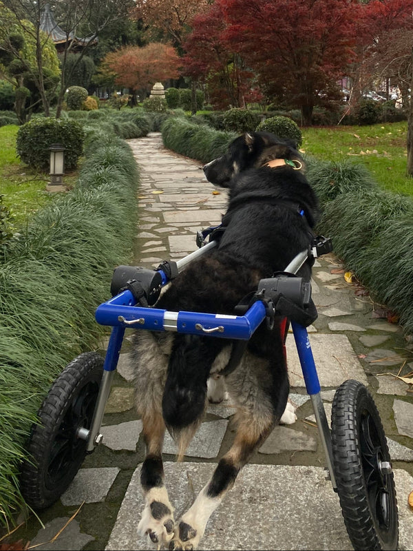 Walkin Wheels® MEDIUM Rear Dog Wheelchair (11 to 30kg)-Dog Wheel Chair-Walkin Wheels- Silver Circle Pets