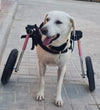 Walkin Wheels® MEDIUM Rear Dog Wheelchair (11 to 30kg)-Dog Wheel Chair-Walkin Wheels- Silver Circle Pets