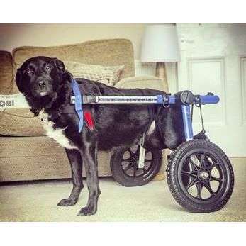 Walkin Wheels® MEDIUM Rear Dog Wheelchair (11 to 30kg)-Dog Wheel Chair-Walkin Wheels- Silver Circle Pets