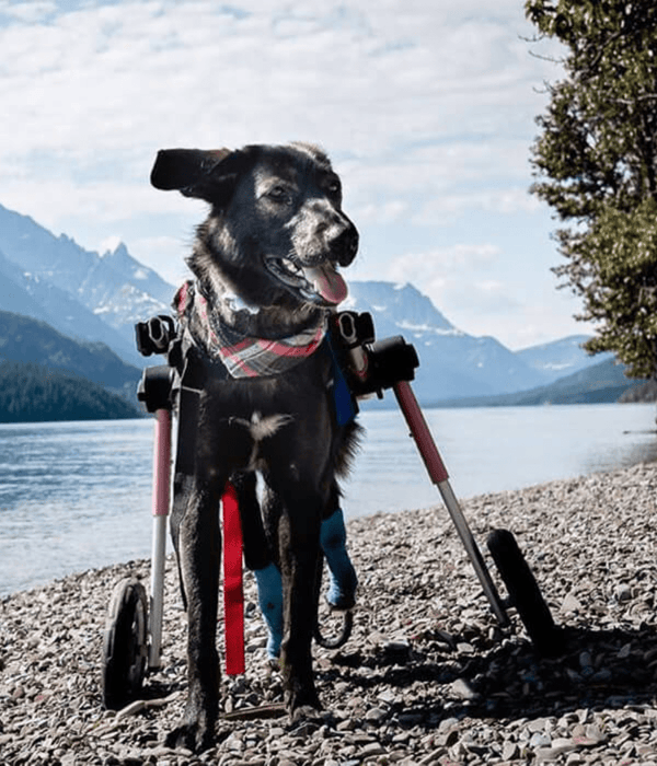 Walkin Wheels® MEDIUM Rear Dog Wheelchair (11 to 30kg)-Dog Wheel Chair-Walkin Wheels- Silver Circle Pets