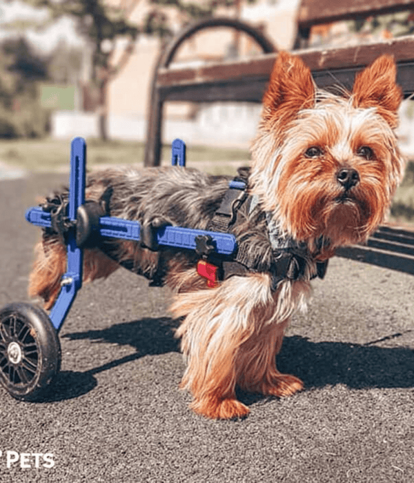Walkin Wheels® MINI Rear Dog Wheelchair (up to 3.5kg)-Dog Wheelchairs-Walkin Wheels- Silver Circle Pets