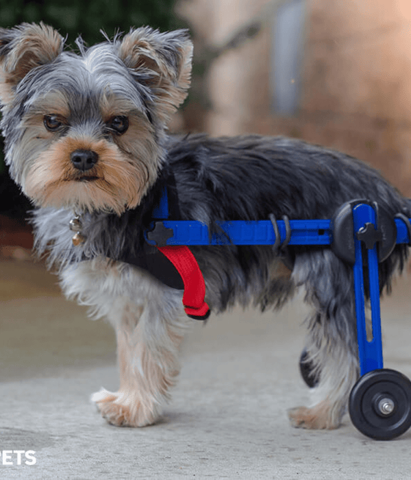 Walkin Wheels® MINI Rear Dog Wheelchair (up to 3.5kg)-Dog Wheelchairs-Walkin Wheels- Silver Circle Pets