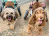 Walkin Wheels® SMALL Rear Dog Wheelchair (3.5 - 11kg)-Dog Wheelchairs-Walkin Wheels- Silver Circle Pets