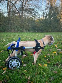 Walkin Wheels® SMALL Rear Dog Wheelchair (3.5 - 11kg)-Dog Wheelchairs-Walkin Wheels- Silver Circle Pets