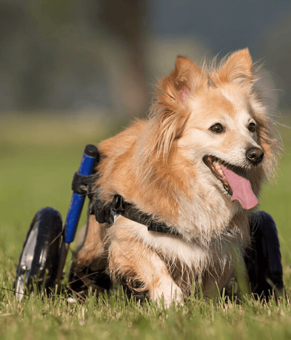 Walkin Wheels® SMALL Rear Dog Wheelchair (3.5 - 11kg)-Dog Wheelchairs-Walkin Wheels- Silver Circle Pets