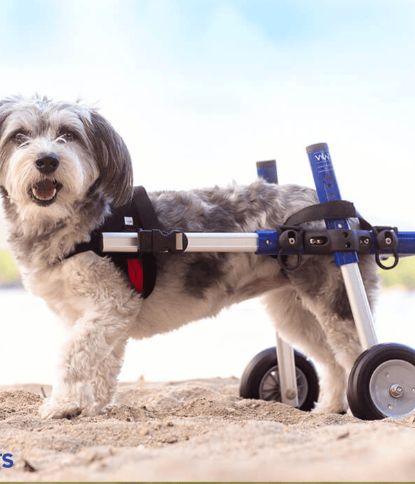 Walkin Wheels® SMALL Rear Dog Wheelchair (3.5 - 11kg)-Dog Wheelchairs-Walkin Wheels- Silver Circle Pets