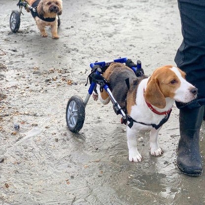 Walkin Wheels® SMALL Rear Dog Wheelchair (3.5 - 11kg)-Dog Wheelchairs-Walkin Wheels- Silver Circle Pets