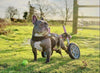 Walkin Wheels® SMALL Rear Dog Wheelchair (3.5 - 11kg)-Dog Wheelchairs-Walkin Wheels- Silver Circle Pets