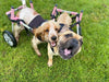 Walkin Wheels® SMALL Rear Dog Wheelchair (3.5 - 11kg)-Dog Wheelchairs-Walkin Wheels- Silver Circle Pets