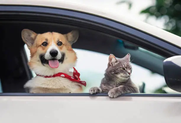A Guide to Pet Travel in the U.K.