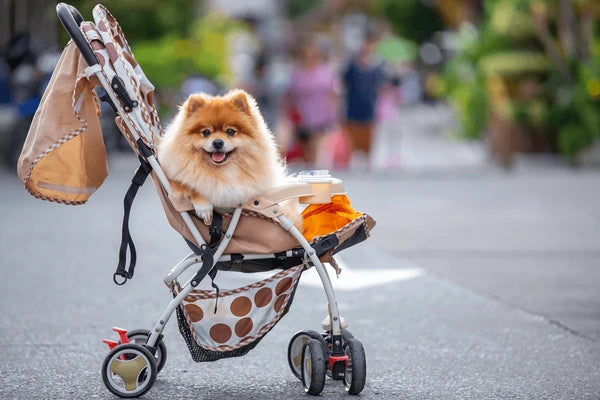Can I Put My Dog in a Baby Stroller?