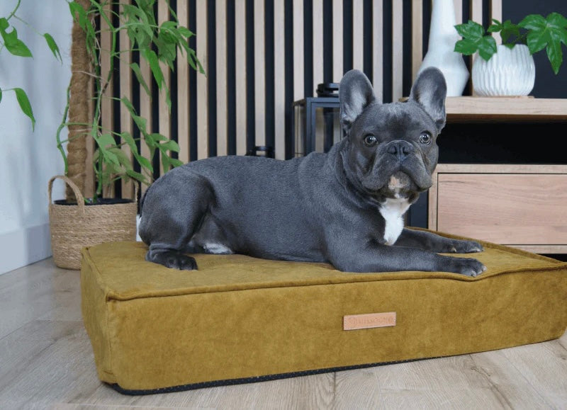 Missogno luxury dog bed glamour