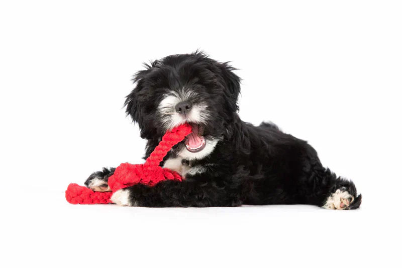 Vet-Approved Luxury Pet Toys for Small Dogs