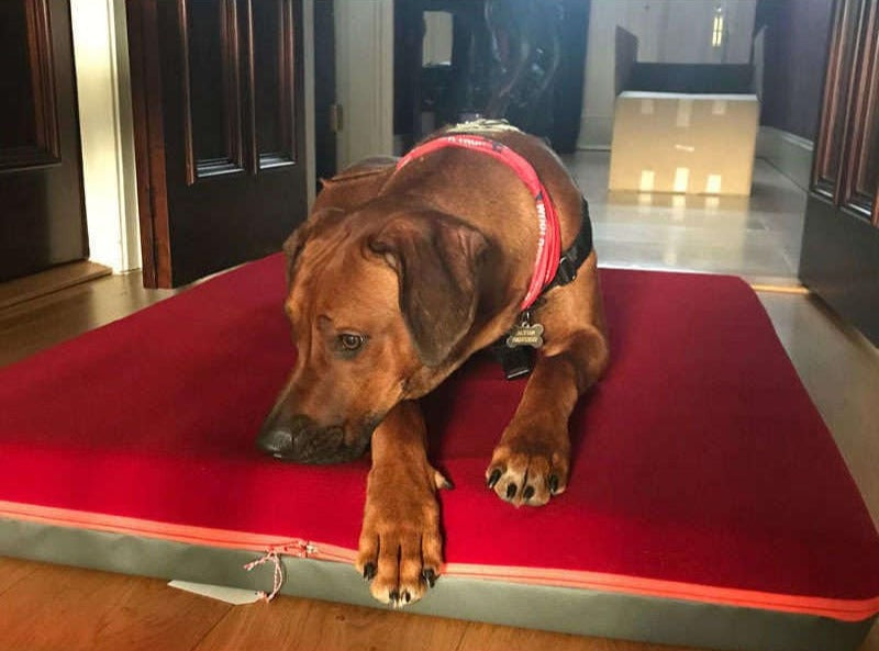 Pet Interiors orthopaedic dog bed PAUL