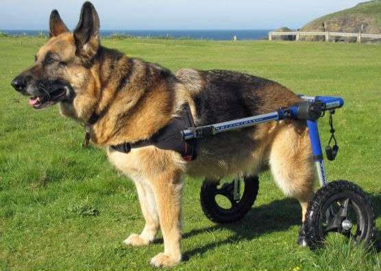 dog wheelchair