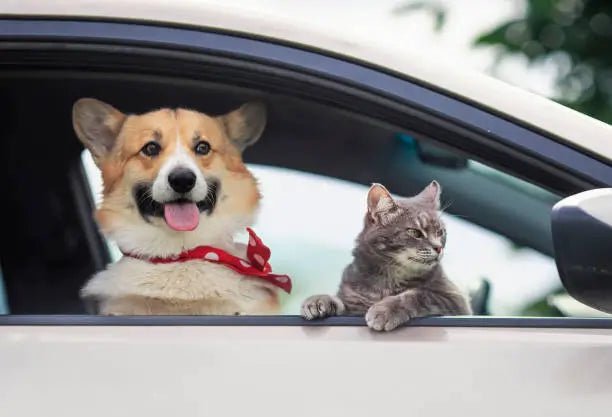 A Guide to Pet Travel in the U.K. - Silver Circle Pets