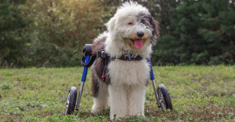 Dog Wheelchairs: A Complete Buying Guide - Silver Circle Pets