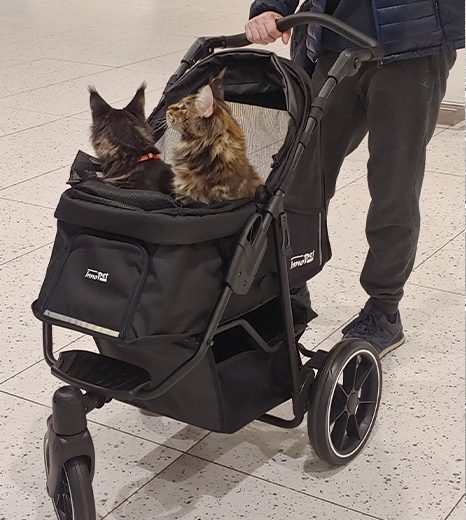 What is a Cat Stroller? A Guide to Secure Outings