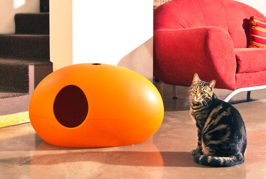 Why Cats Love the Sin Design Poopoopeedo