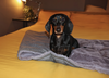 Ralph & Co Dog Blanket | Balmoral