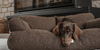 By Teddy The Teddington Sofa Dog Bed | Bouclé