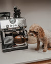 By Teddy Flat White Coffee Cup Dog Toy