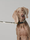 By Scout Hemp Fibre Nice Grill Adjustable Dog Leash Dog Leash By Scout Silver Circle Pets 