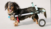 Walkin’ Wheels DACHSHUND Wheelchair