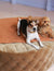 Tadazhi Dog Duvet and Matching Bag Light Brown