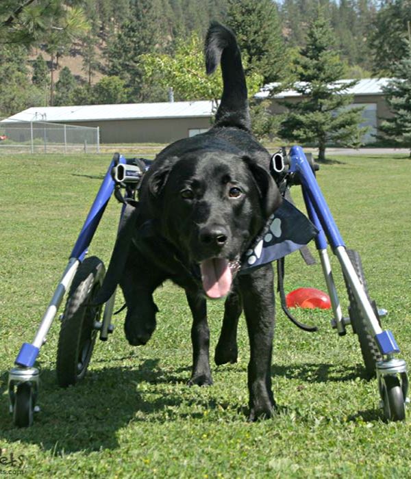 Walkin Wheels® LARGE Dog Front Wheel Attachment