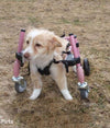 Walkin Wheels® Full Support/4-Wheel SMALL Dog Wheelchair (3.5 - 11kg)
