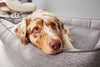 Laboni Orthopaedic Dog Bed Uno Dog Bed Laboni Silver Circle Pets 