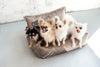 Oh Charlie Square Dog Bed Devine Dog Bed Oh Charlie Silver Circle Pets 